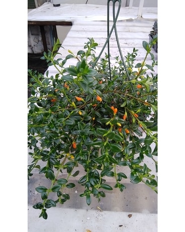 Hanging Goldfish Plant