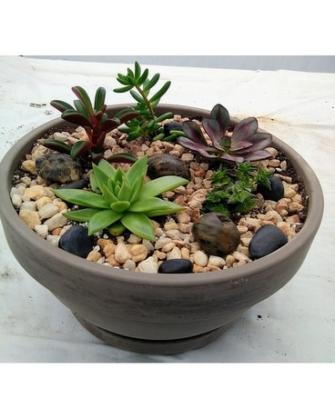 Large Succulent Garden Plant