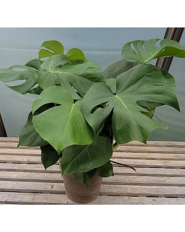 Monstera - Split Leaf Philodendron - Large Plant