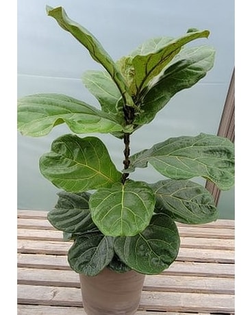 Fiddleleaf Fig - large Plant