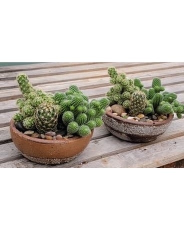 Rustic Cactus Garden Plant