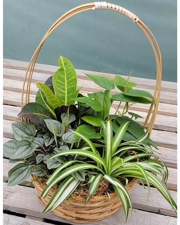 Basket of plants - Medum Plant