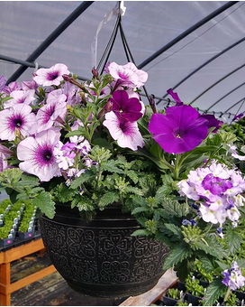 Mixed Hanging Basket Plant