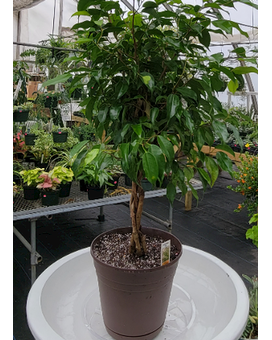 Braided Ficus Tree Plant