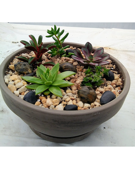 Large Succulent Garden Plant