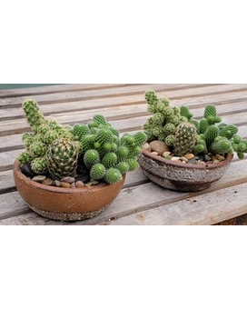Rustic Cactus Garden Plant