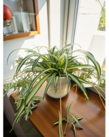 Spider Plant in Pottery in Skowhegan ME - Boynton's Greenhouses, Inc.