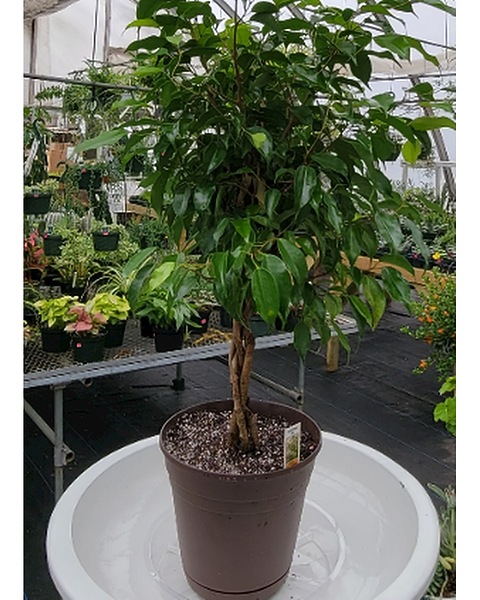 Real Indoor Ficus Tree