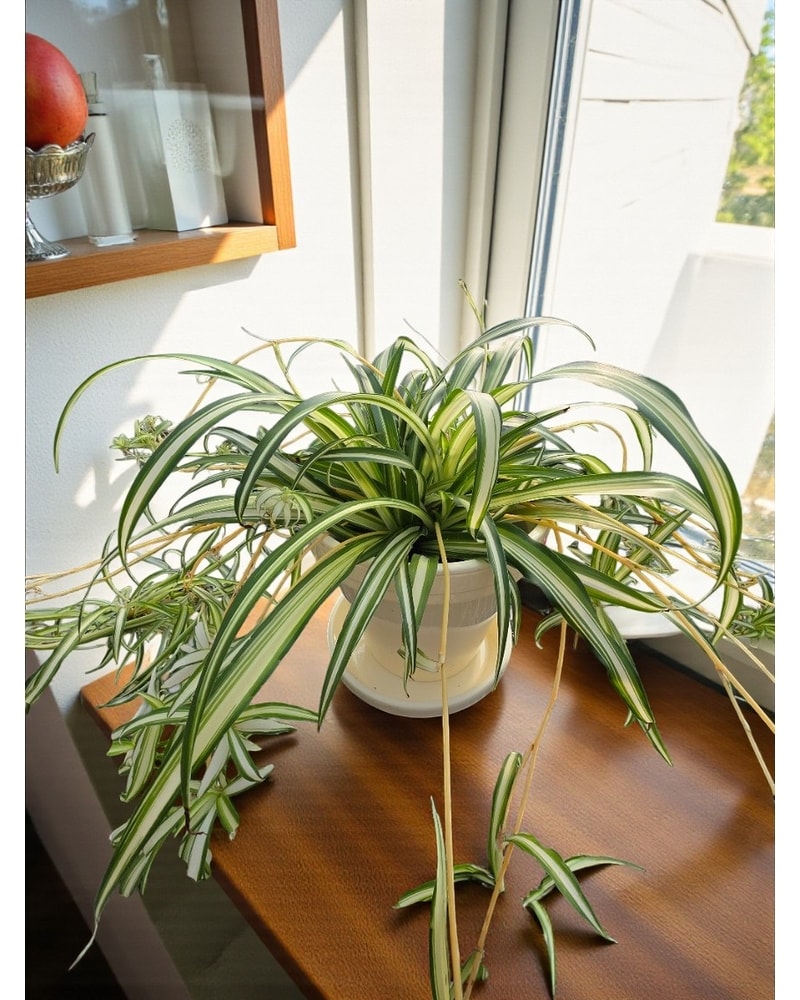 Spider Plant in Pottery in Skowhegan ME - Boynton's Greenhouses, Inc.
