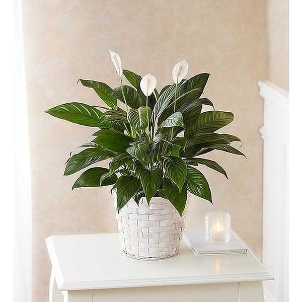 succulents that look like cactus The Rare Cactus Duo Houseplants with Planter - Medium (7"-12" tall) White Planters