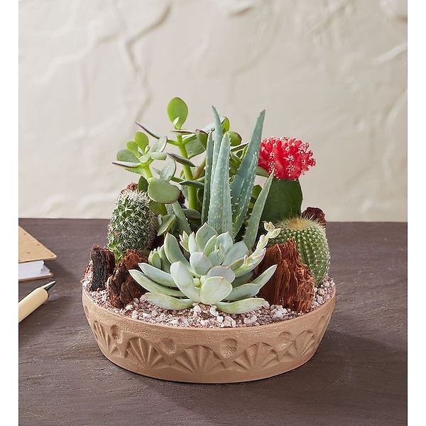 EXOTIC SUCCULENT AND CACTUS DISH GARDEN in Jupiter FL - Anna Flowers of  Jupiter