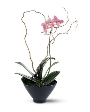 Miniature  Orchid Flower Arrangement
