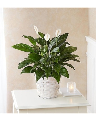 Peace Lily Plant Flower Arrangement