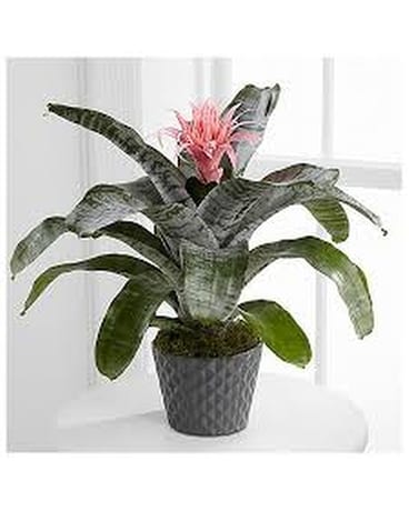 Flash of Insight Bromeliad Plant Plant