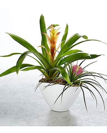 Paradise Found Dish Garden Plant