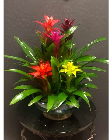 In Living Color Miniature Bromeliad Garden Large Plant