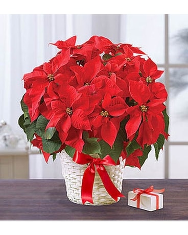 POINSETTIA PACKAGE Flower Arrangement