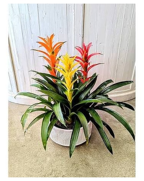 Grand Extra Large Bromeliad Garden 28" in Jupiter FL - Anna Flowers of  Jupiter