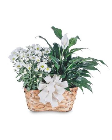 Blooming and Green Plant Combination Flower Arrangement
