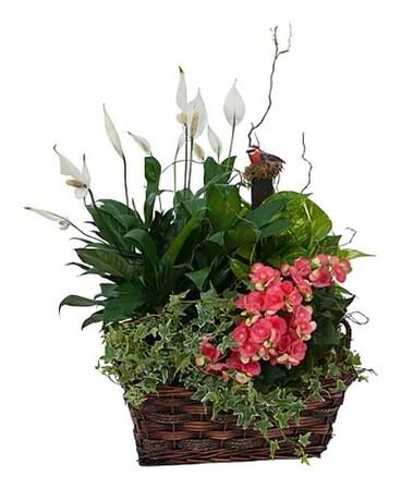 Living Blooming Garden Basket Flower Arrangement