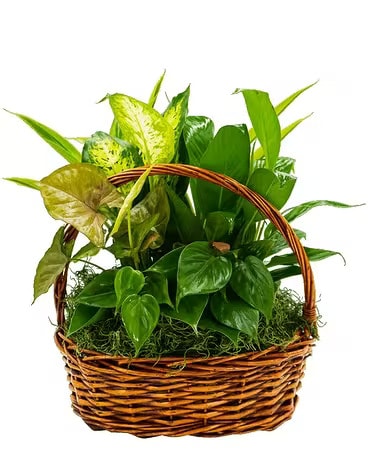 Plants Delivery Rosemount MN - Rosemount Floral by Lucky Lola