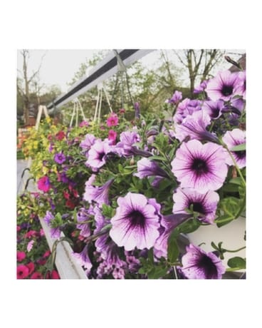 Hanging Baskets Plant