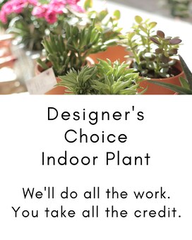 Designer's Choice Indoor Plant Flower Arrangement