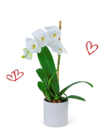 White Orchid Plant Flower Arrangement