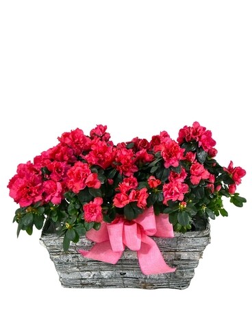 Double Azalea Basket Custom product