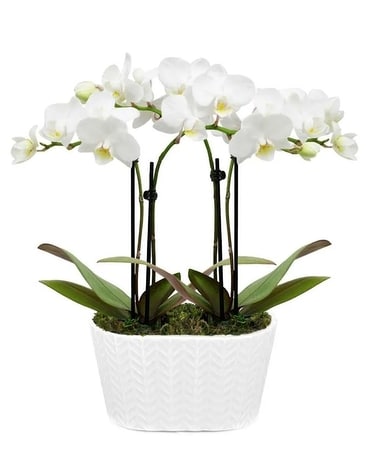 Double Orchid Planter Plant