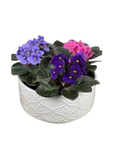 Violets for Mom! Custom product