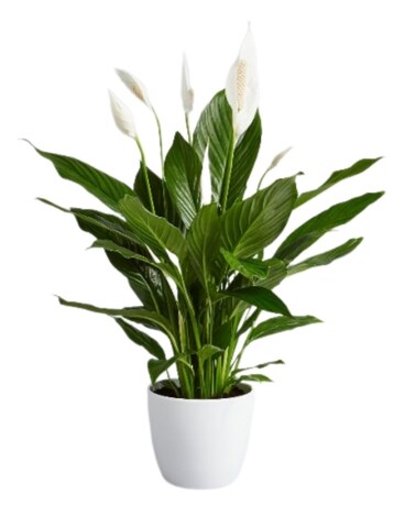 Classic Peace Lily in Ceramic Plant