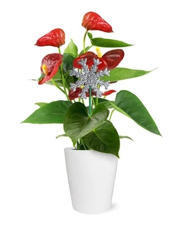 Mele Kalikimaka Flower Arrangement