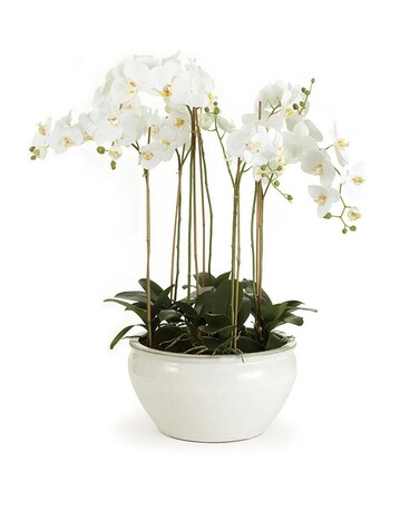 Triple Orchid Planter Plant