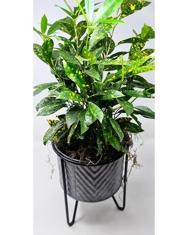 Tropical Planter Plant