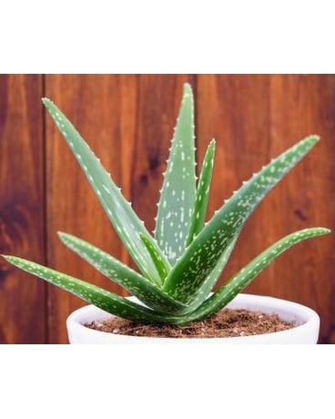 Aloe Vera Plant Plant