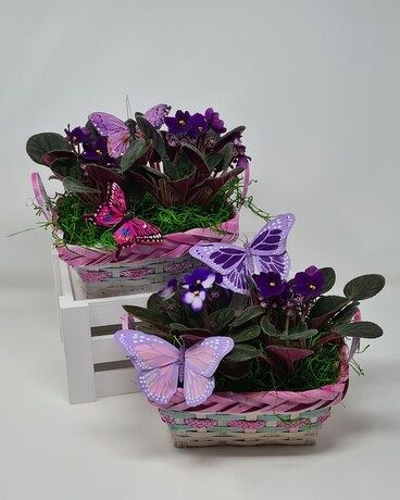 Violets And Butterflies Dish Garden Plant