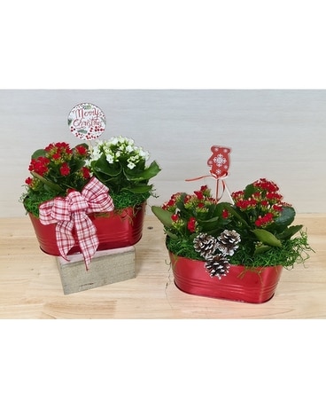 Merry & Bright Plant