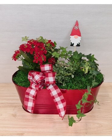 Gnome For Christmas Plant