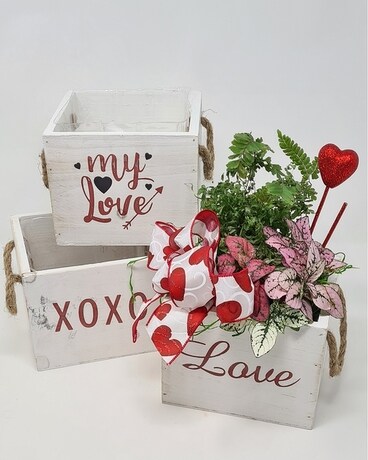 Boxed Love Plant
