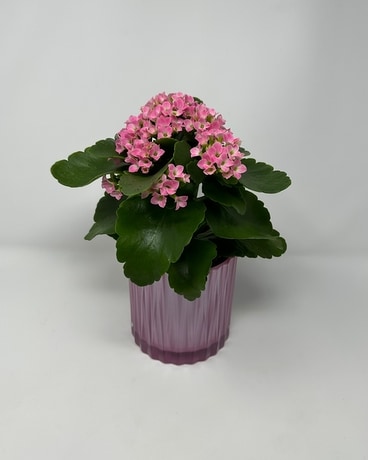 Shimmering Kalanchoe Plant