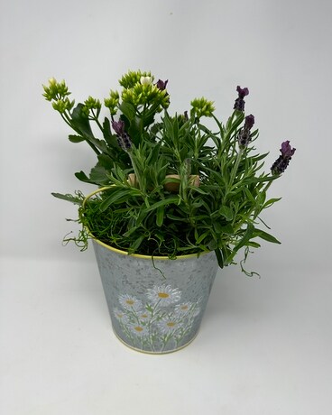 Rustic Lavender Planter Plant