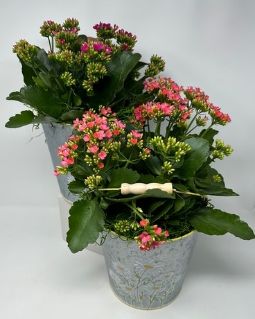 Springs Blooms Plant