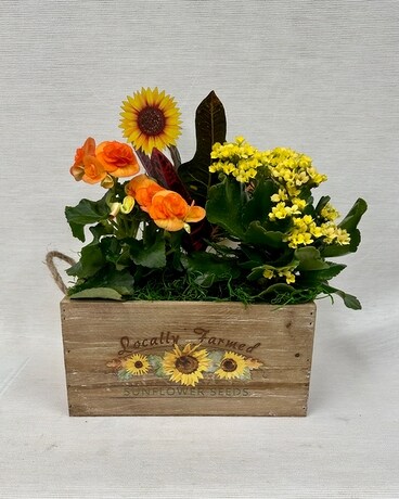 Sunflower Harvest Plant