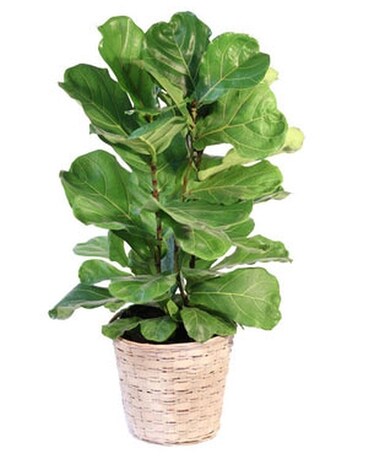 Fiddle Leaf Fig Plant