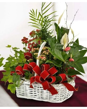 Festive Basket Plant