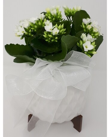 Mid Mod Kalanchoe Plant Plant