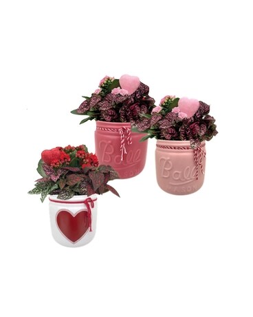Mason Jar Planters Dish Garden Plant