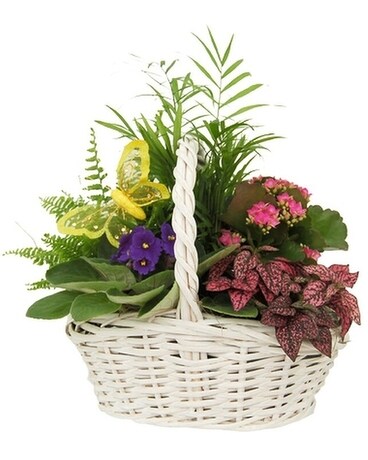 White Basket Planter Dish Garden Plant