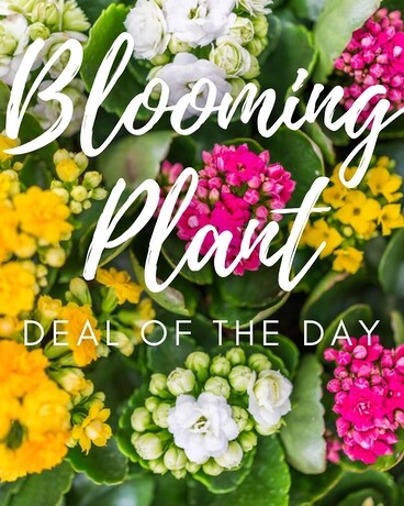 Designer's Choice Plant Deal of the Day Plant